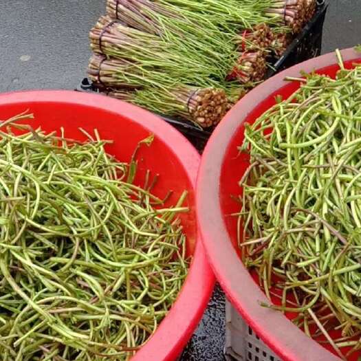 沅江市洞庭湖特色野生黎蒿杆子，天然野生食品