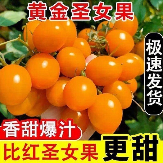 农家自种广西【黄金圣女果】现摘现发新鲜当季水果鲜嫩多汁爽口