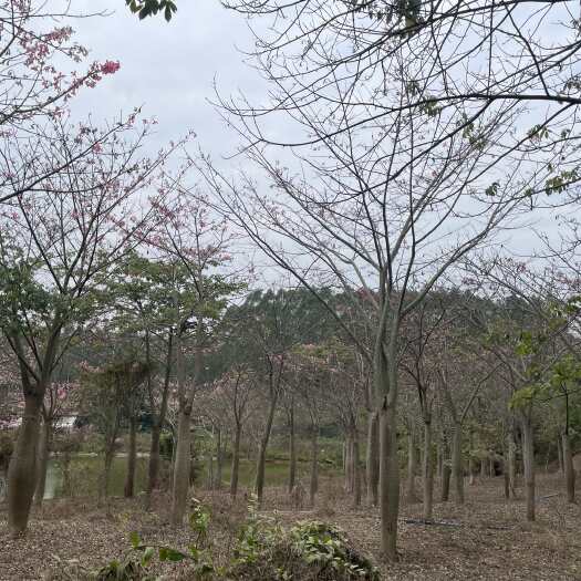 江门自家农场的美丽异木棉树，大腹木棉