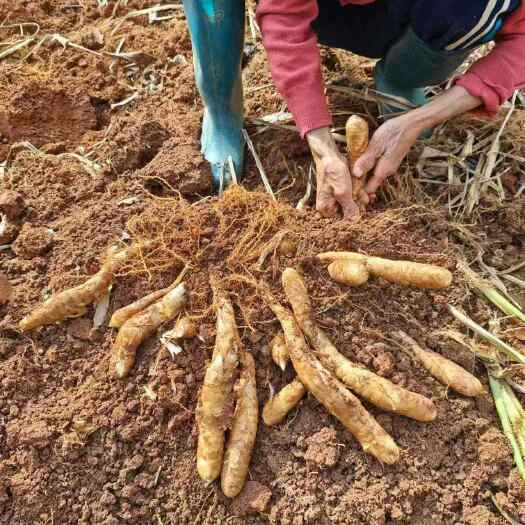 海口海南特产冬薯粉天然淀粉类食品海口直发
