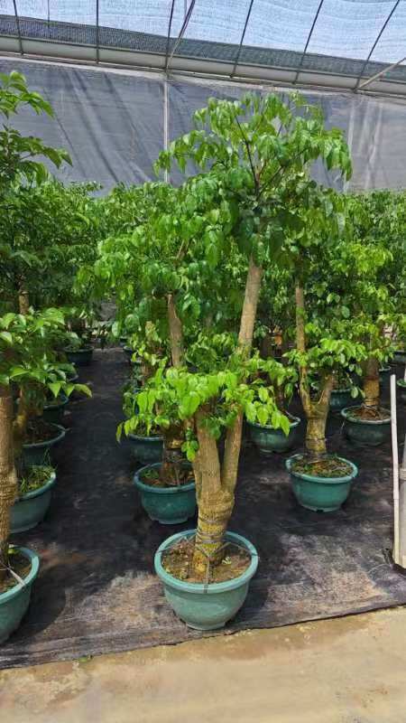 广州广州花都幸福树盆栽 批发供应 支持物流运输