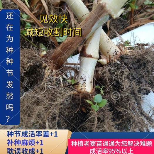 耐寒巨菌草苗养殖专用牧草四季常青年产量30吨