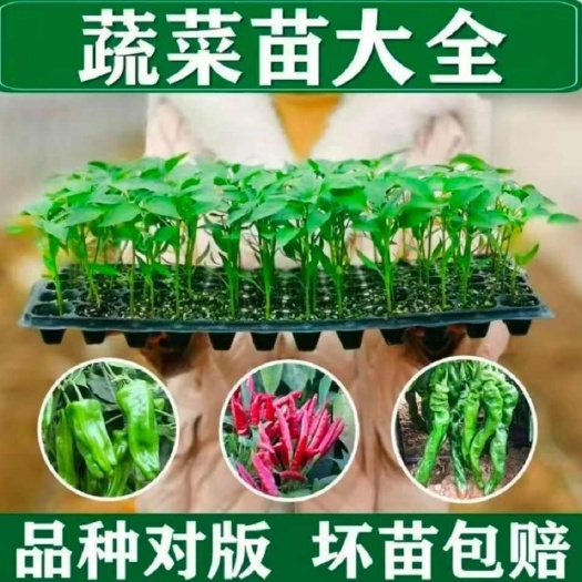沭阳县【辣椒苗】朝天椒小米椒薄皮椒长线椒灯笼椒甜椒五彩椒螺丝椒秧苗