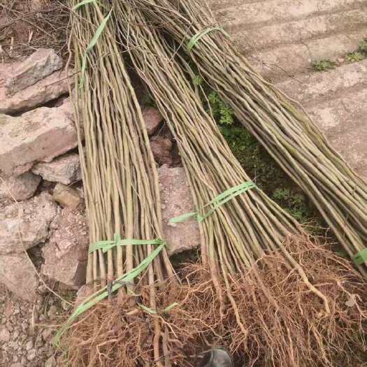 重庆市杜仲苗药材苗大量出售