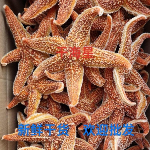 日照海星 泡酒料 海星干海盘车海星干货 滋补煲汤泡酒