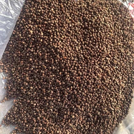 桦南县紫苏籽