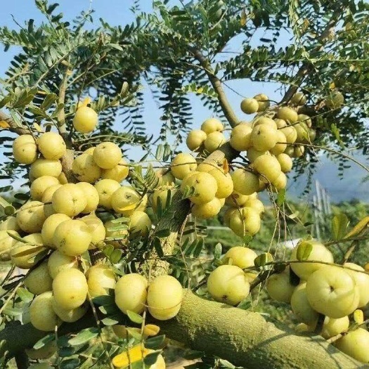 揭西县正宗潮汕柿饼油柑新鲜油柑果