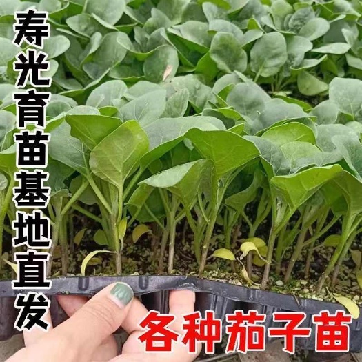 沭阳县茄子秧苗紫长茄子苗黑长茄苗杭茄苗紫圆茄苗青茄苗大龙茄子苗