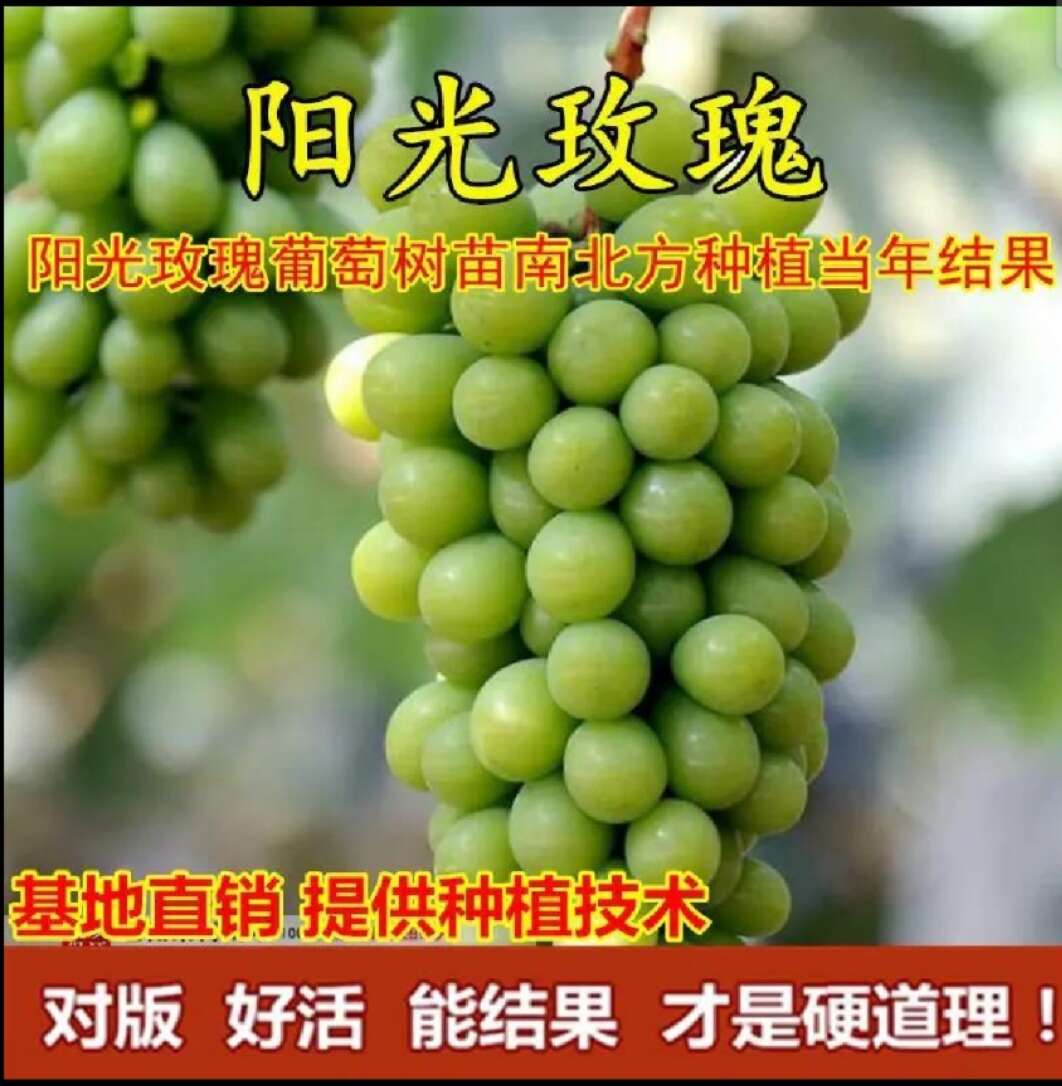 葡萄树苗,巨峰葡萄阳光玫瑰葡萄树苗盆栽地栽南北方都适合,包邮
