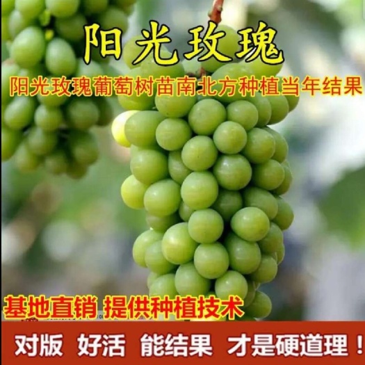 苍溪县葡萄树苗，阳光玫瑰葡萄树苗，脆甜多汁，盆栽地栽都适合，包邮