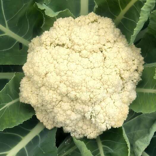 横州市广西散花（松花，花菜）