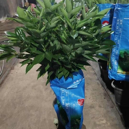 广州广州花都直发 平安树盆栽 苗木花草精品园林绿化专用