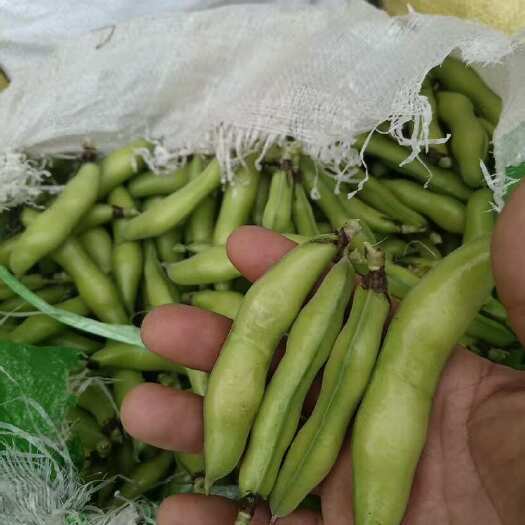 华坪县云南精品蚕豆大量上市