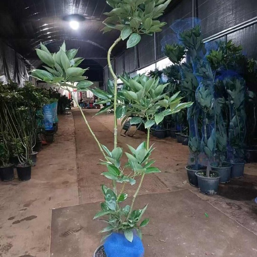 广州广州花都直发 平安树盆栽精品苗木 品质绿植园林工程优选