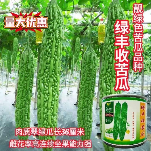 翠玉苦瓜种子 绿丰收苦瓜种子靓绿苦瓜种子