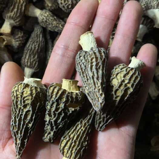 羊肚菌干货（2-3cm）/电商/零售/实惠型.