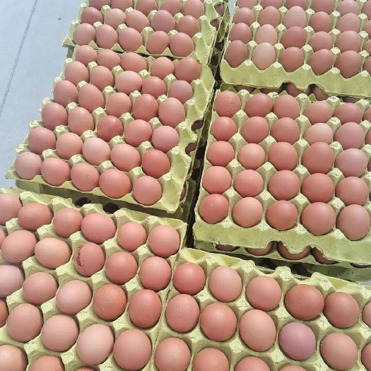 河南精品红皮鸡蛋，大中小码齐全