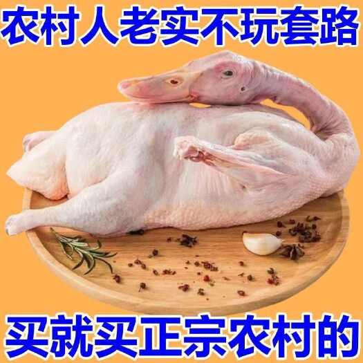 四会市农村土鸭