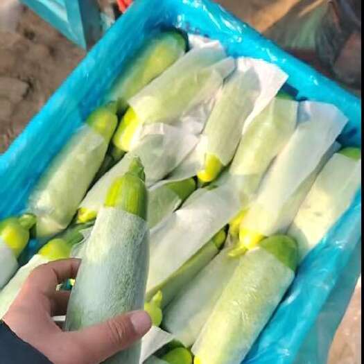 聊城西葫芦
