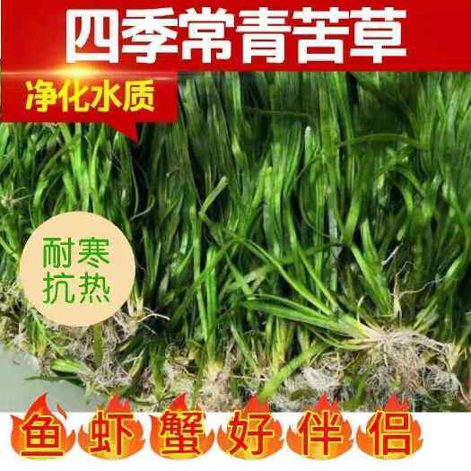 霍邱县苦草矮四季长青绿色养殖小龙虾螃蟹鱼塘鱼缸增氧净化水质水草