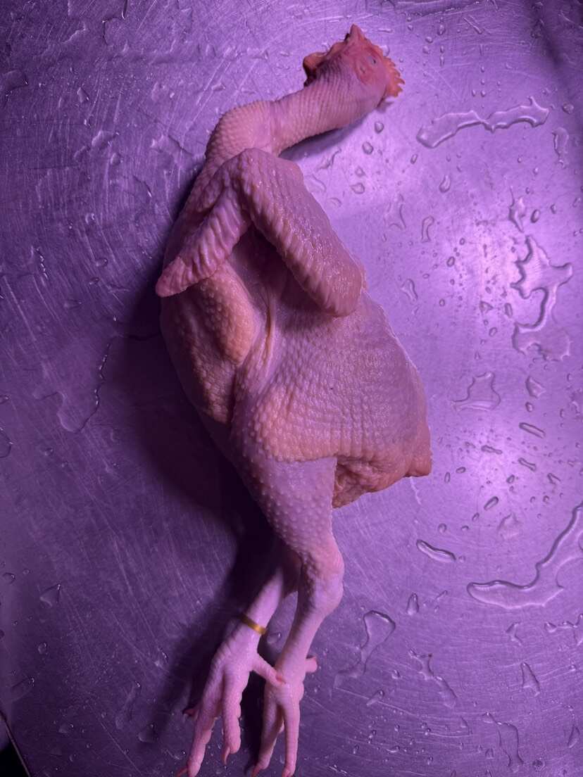 新鲜鸡肉#三黄鸡 现杀现发，新鲜直达，只只肥美，口感细腻!