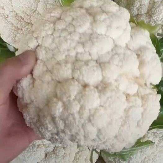 漳州福建漳州新鲜白花菜花甘蓝类蔬菜龙文区直发