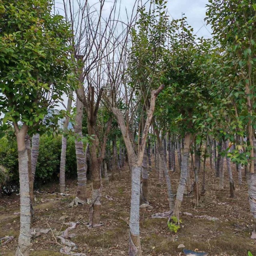 杭州无患子树低价处理，需要联系我 顾