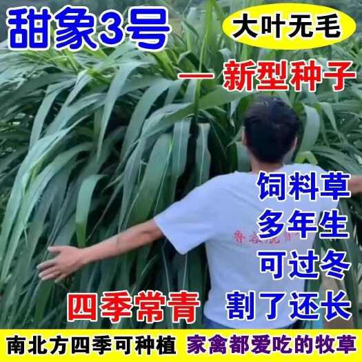 罗甸县无毛甜象草3号牧草巨菌草四季养猪牛兔鹅羊鱼耐寒皇竹草一亩地量