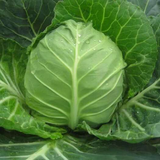 寿光市甘蓝苗包心菜苗绿甘蓝苗卷心菜苗