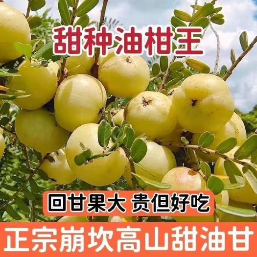 揭西县甜油柑潮汕柿饼甜油甘新鲜油柑果