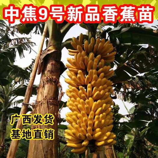 灵山县矮化苹果蕉苗皇帝蕉苗粉蕉苗盆地栽种植当年结果香蕉苗小米蕉苗