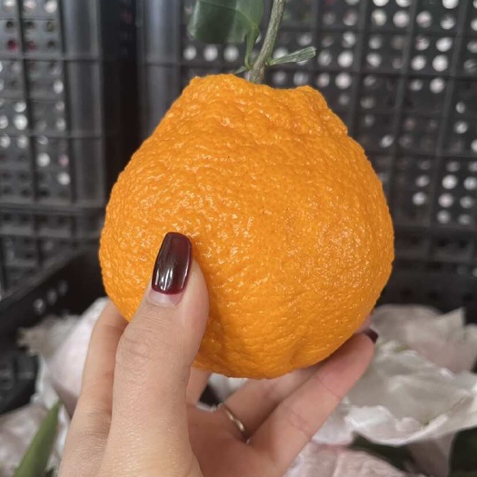 长沙丑橘不知火