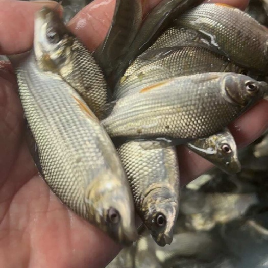 南宁巴西鲷，广西三文鱼，杂食性非常好养的鱼