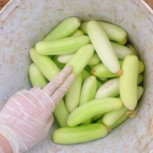 合浦县钦州黄瓜，黄瓜皮