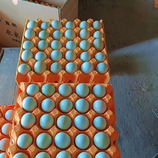 武汉乌鸡绿壳蛋