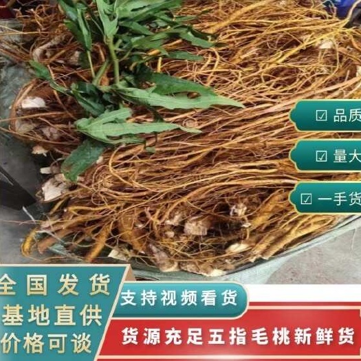 雷州市新鲜正宗五指毛桃 产地供货 有机种植 现挖现卖