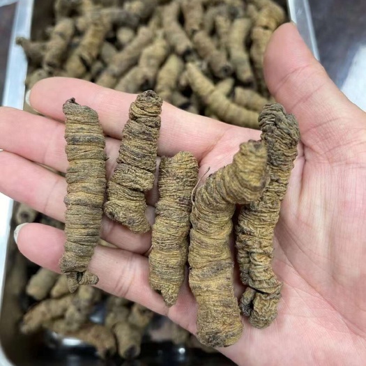 阳春市选大制巴戟天