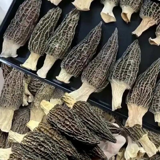宜昌羊肚菌
