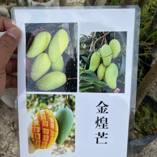 佛山优质果苗