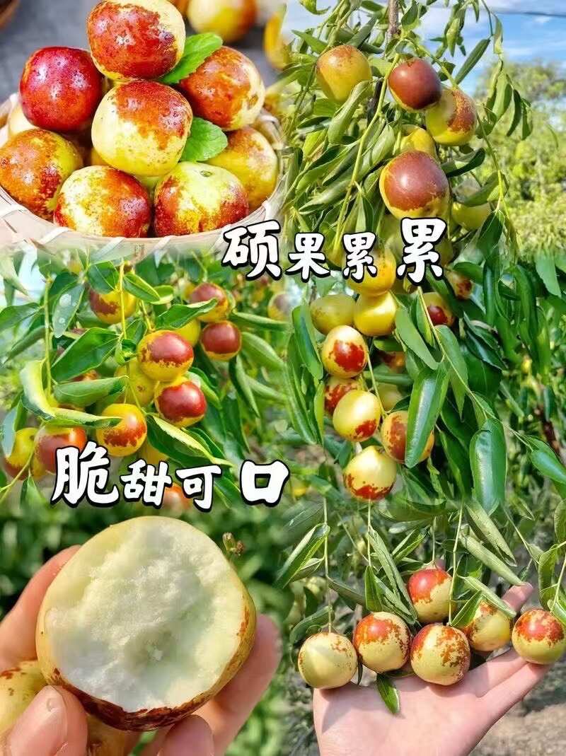 绛县冬枣树苗枣树苗嫁接枣树苗当年结果南方北方种植庭院果树