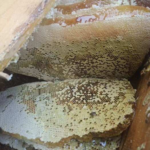 井冈山市土蜂蜜一年只收一次，江西大山深处的蜂蜜。包真，假一赔十.