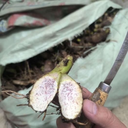 桂林广西荔浦芋头苗