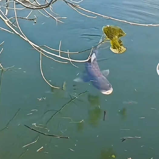 南通鲢鱼
