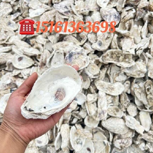 连云港生蚝壳