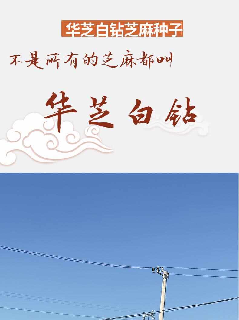 华芝白钻白芝麻种子，抗旱抗倒伏，粒粒饱满，雪白，丰产