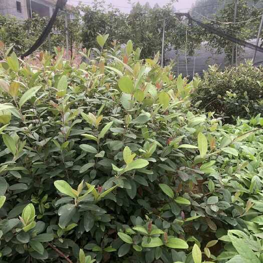灵山县桃金娘树苗捻子果树盆栽地栽野生山乌果菍子广西发货大规模种植苗