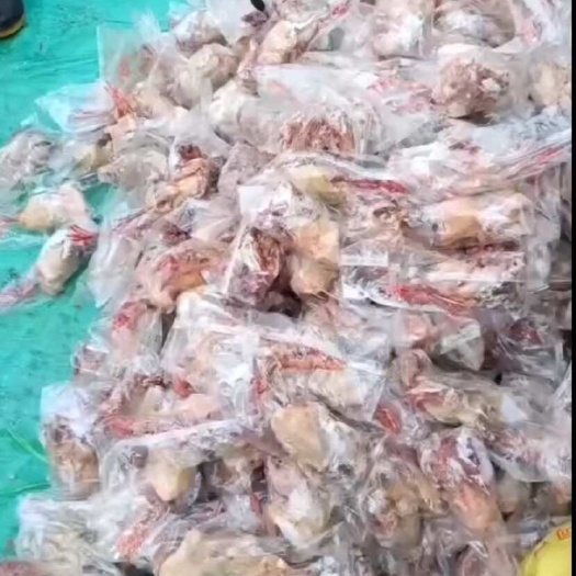 平邑县鸽子