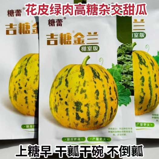 沭阳县丰信恒改良版吉糖金兰甜瓜种子升级大果特甜绿肉香瓜种籽八里香孑