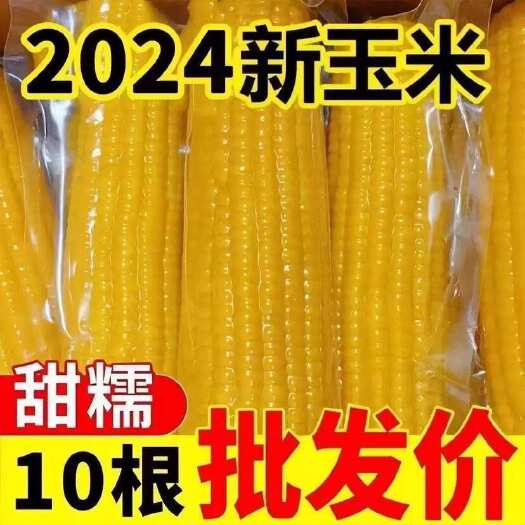 长沙【整箱12根】正东北黄糯玉米香甜黏糯粘新鲜非转基因餐代肥减