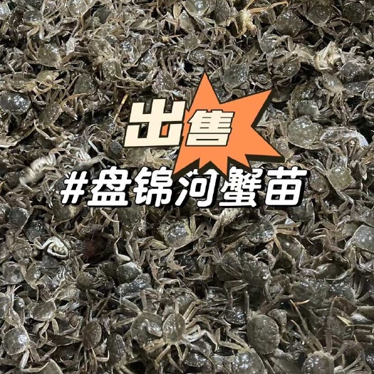 盘山县盘锦盘山县原坑蟹苗大量下货 无病